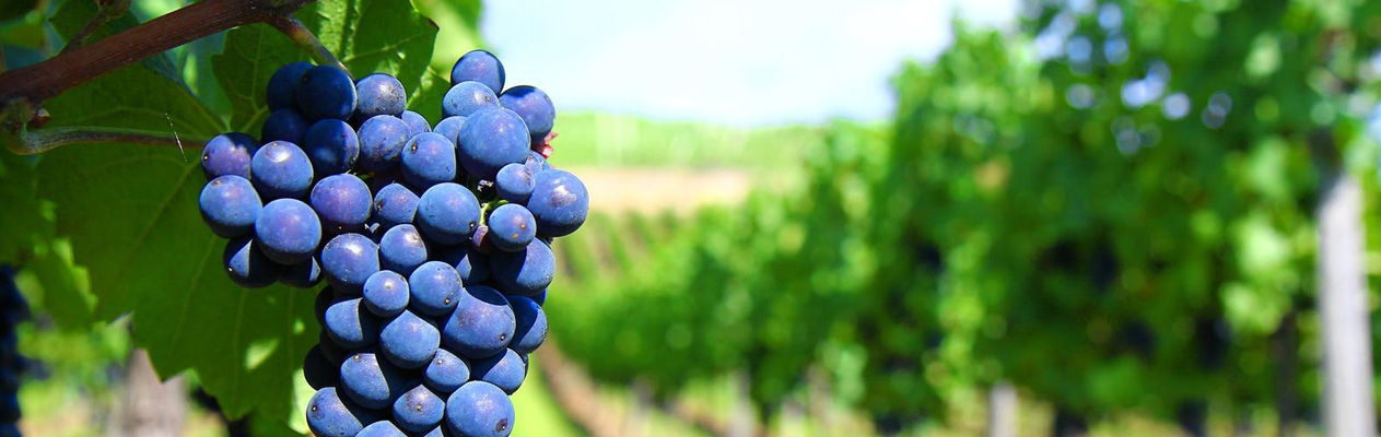 Ravenna - Wine, Italia